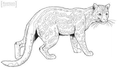 Margay Cat Coloring Page